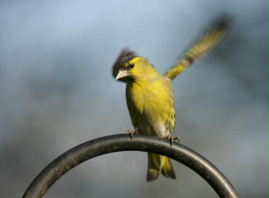 Siskin <i>Carduelis spinus</i>