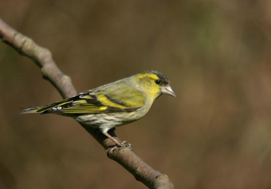 Siskin <i>Carduelis spinus</i>