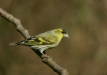 Siskin