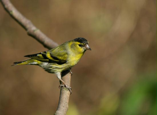 Siskin <i>Carduelis spinus</i>
