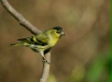 Siskin