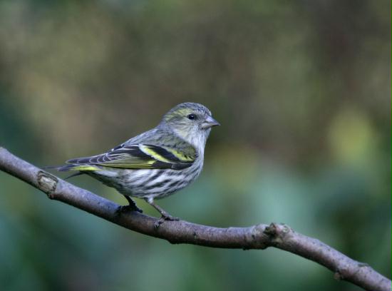 Siskin <i>Carduelis spinus</i>