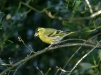 Siskin