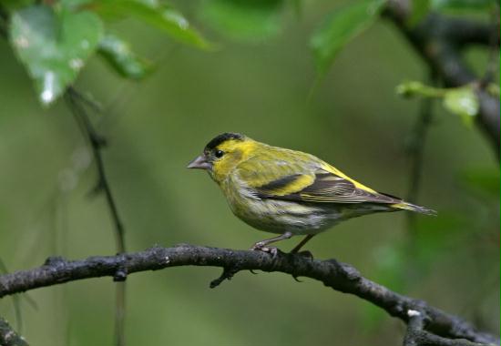 Siskin <i>Carduelis spinus</i>