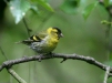 Siskin