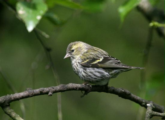 Siskin <i>Carduelis spinus</i>