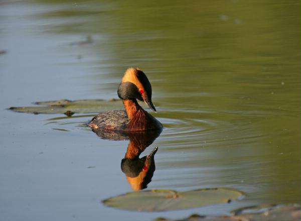 Slavonian Grebe <i>Podiceps auritus</i>