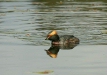 Slavonian Grebe