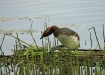 Slavonian Grebe