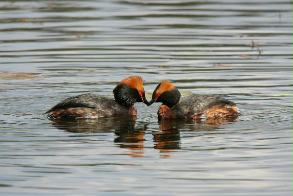 Slavonian Grebe <i>Podiceps auritus</i>