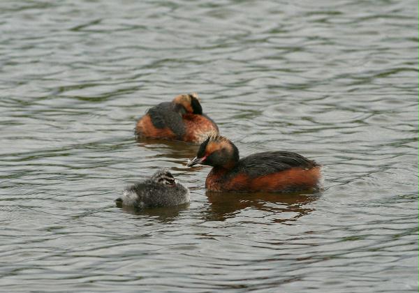 Slavonian Grebe <i>Podiceps auritus</i>