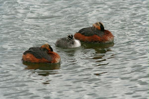 Slavonian Grebe <i>Podiceps auritus</i>