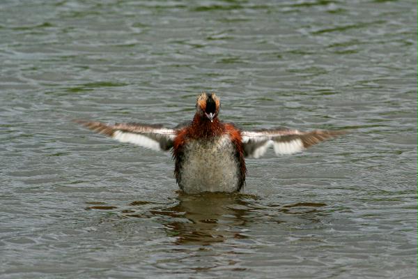 Slavonian Grebe <i>Podiceps auritus</i>