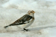 Snow Bunting