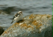 Snow Bunting
