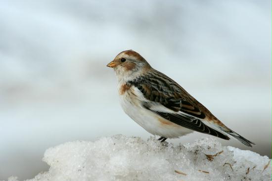 Snow Bunting <i>Plectrophenax nivalis</i>