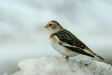 Snow Bunting