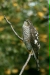 Sparrowhawk <i>Accipiter nisus</i>
