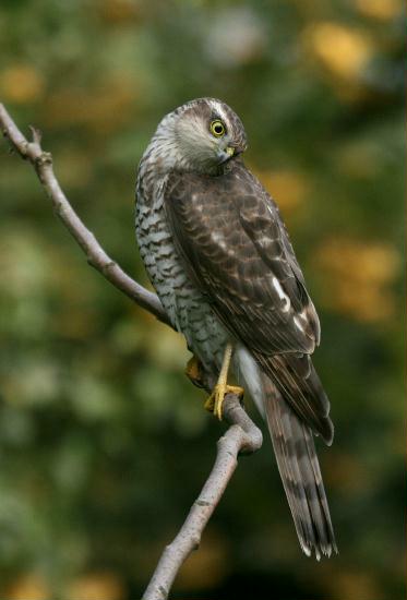 Sparrowhawk <i>Accipiter nisus</i>