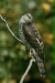 Sparrowhawk <i>Accipiter nisus</i>
