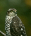 Sparrowhawk <i>Accipiter nisus</i>