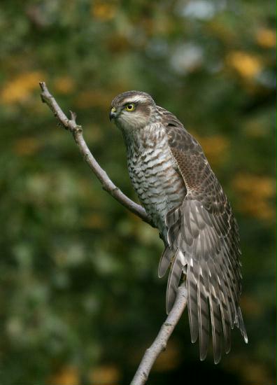 Sparrowhawk <i>Accipiter nisus</i>