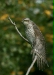 Sparrowhawk <i>Accipiter nisus</i>