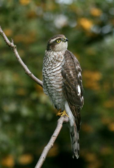 Sparrowhawk <i>Accipiter nisus</i>