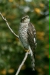 Sparrowhawk <i>Accipiter nisus</i>