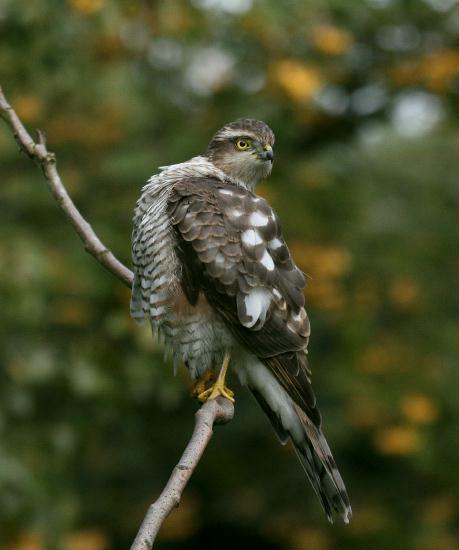 Sparrowhawk <i>Accipiter nisus</i>