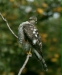 Sparrowhawk <i>Accipiter nisus</i>