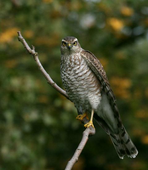 Sparrowhawk <i>Accipiter nisus</i>