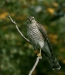 Sparrowhawk <i>Accipiter nisus</i>