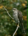 Sparrowhawk <i>Accipiter nisus</i>