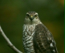 Sparrowhawk <i>Accipiter nisus</i>