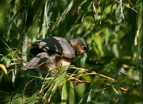 Sparrowhawk <i>Accipiter nisus</i>