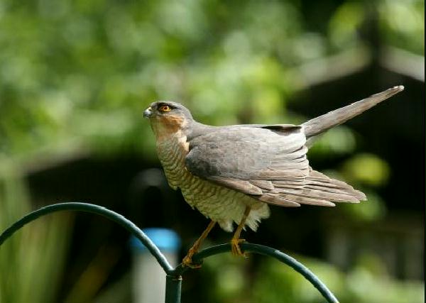 Sparrowhawk <i>Accipiter nisus</i>