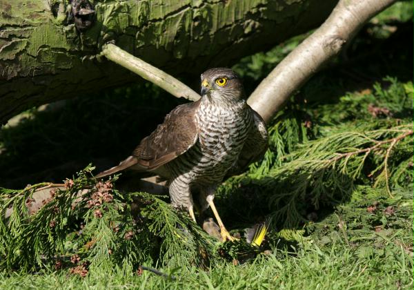 Sparrowhawk <i>Accipiter nisus</i>