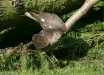 Sparrowhawk <i>Accipiter nisus</i>
