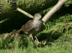 Sparrowhawk <i>Accipiter nisus</i>
