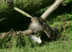 Sparrowhawk <i>Accipiter nisus</i>
