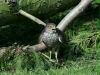 Sparrowhawk <i>Accipiter nisus</i>