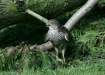 Sparrowhawk <i>Accipiter nisus</i>