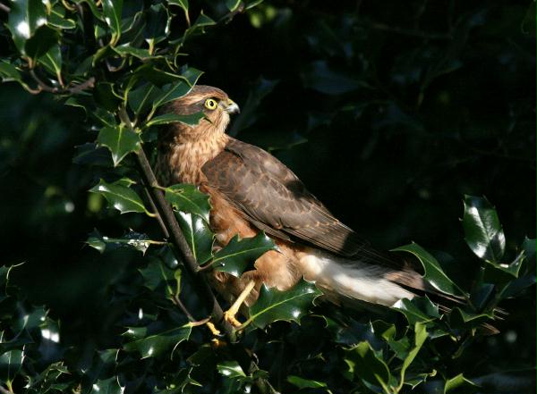 Sparrowhawk <i>Accipiter nisus</i>