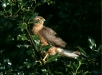Sparrowhawk <i>Accipiter nisus</i>