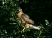 Sparrowhawk <i>Accipiter nisus</i>