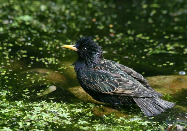 Starling <i>Sturnus vulgaris</i>