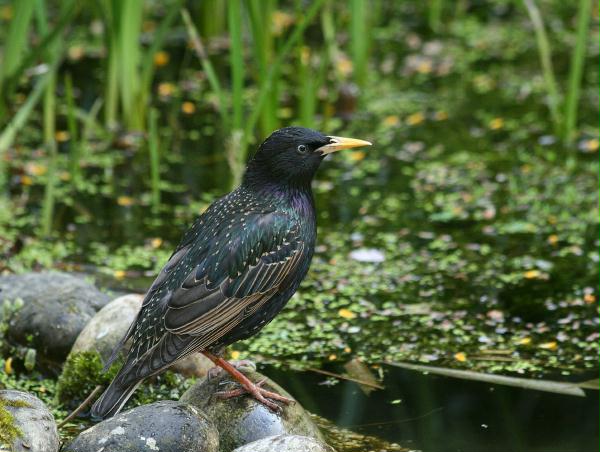 Starling <i>Sturnus vulgaris</i>