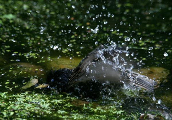 Starling <i>Sturnus vulgaris</i>