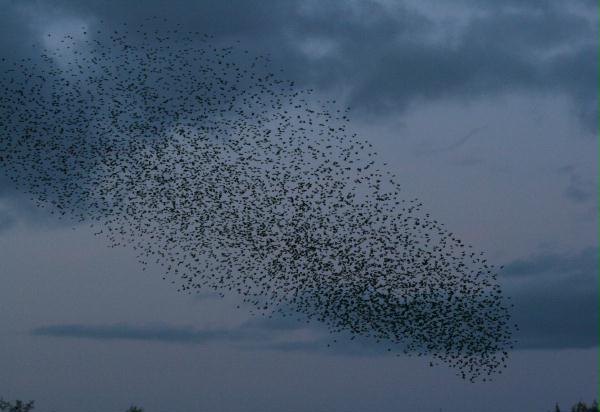 Starling <i>Sturnus vulgaris</i>